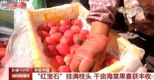 新疆玛纳斯:“红宝石”挂满枝头千亩海棠果喜获丰收